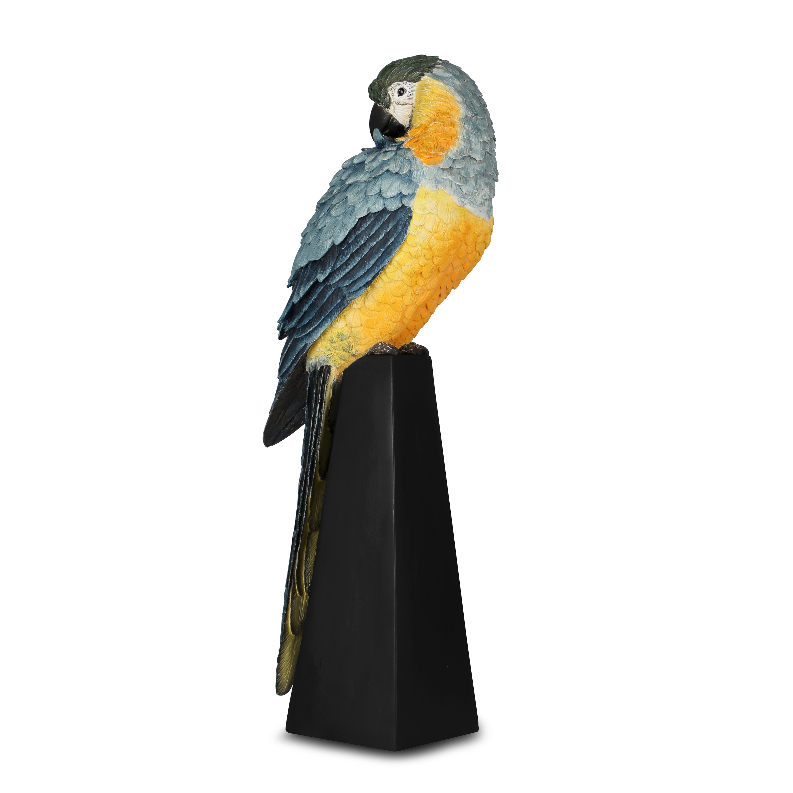 Macaw on base