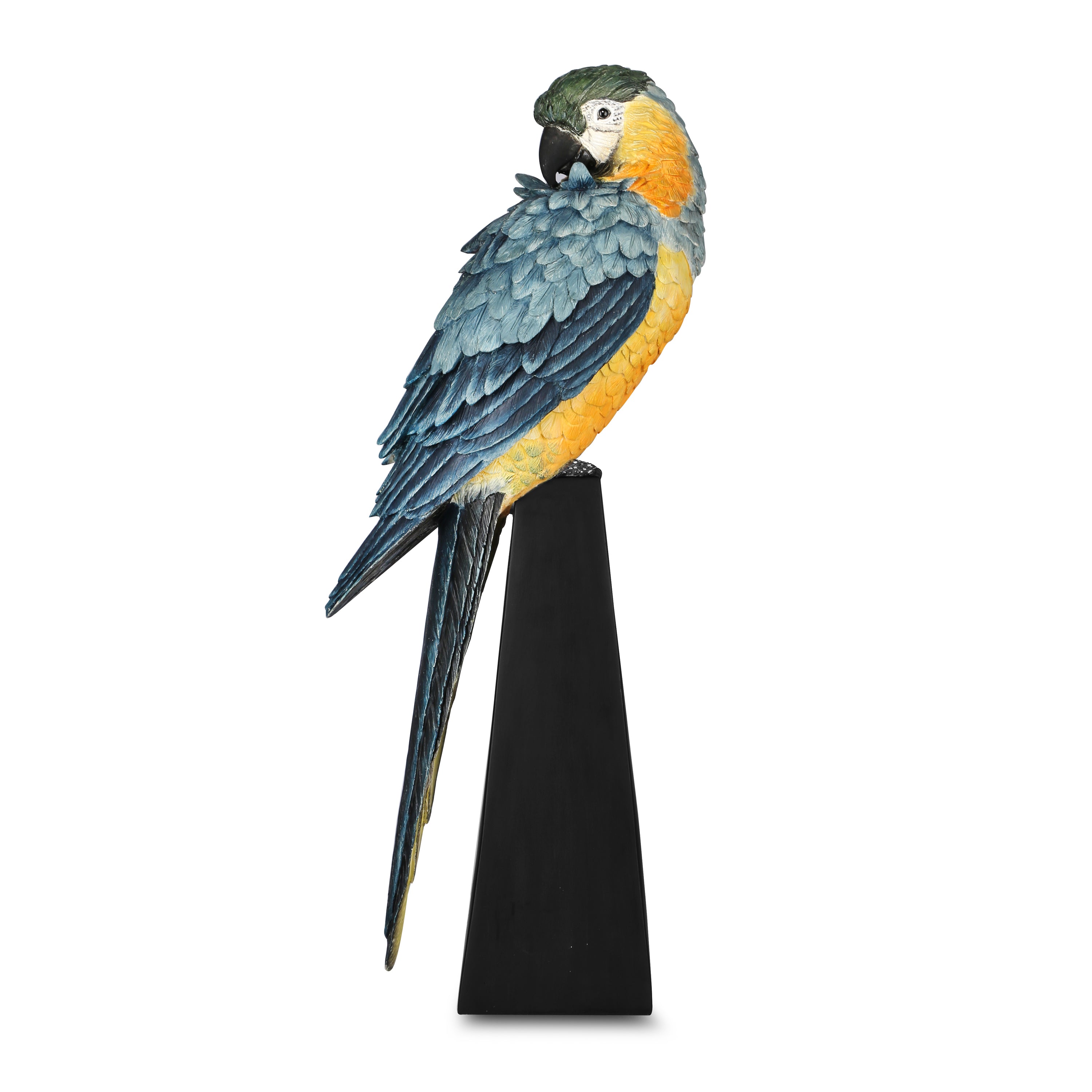 Macaw on base
