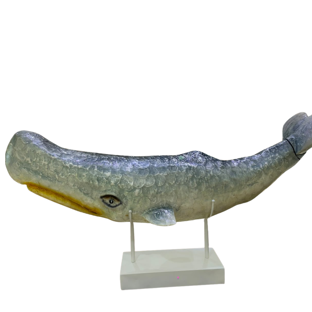 Blue whale wonder