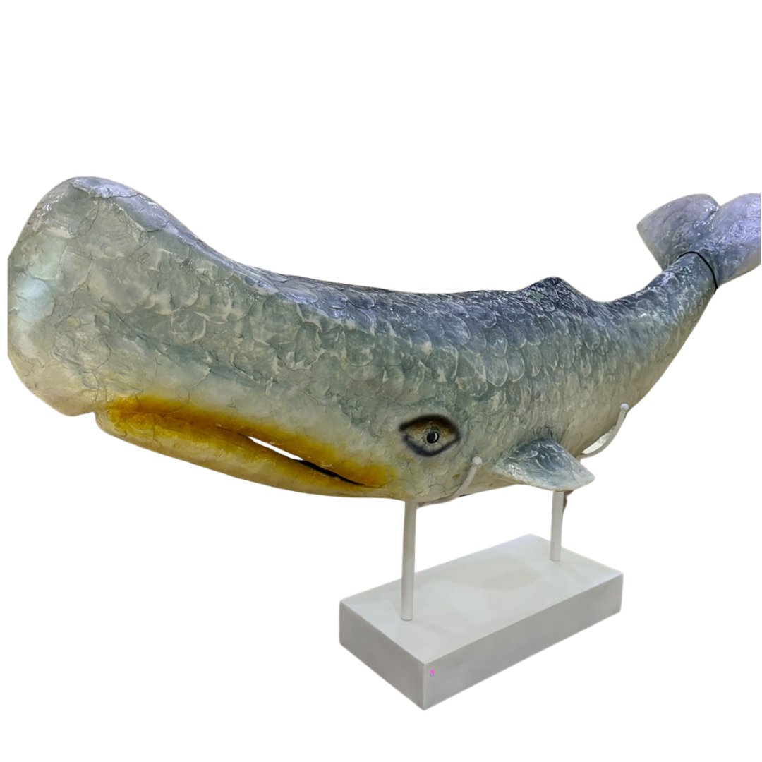 Blue whale wonder